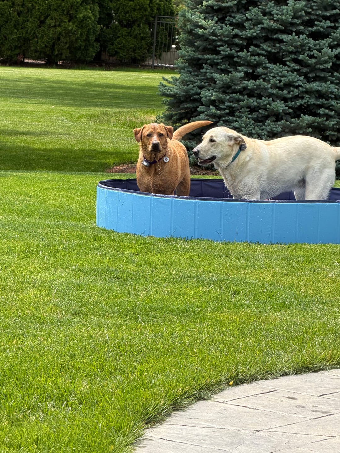 Customer photo review of NEW Pop-Up Foldable Outdoor Dog Bath & Swimming Pool With Side Drain (Aqua Blue)