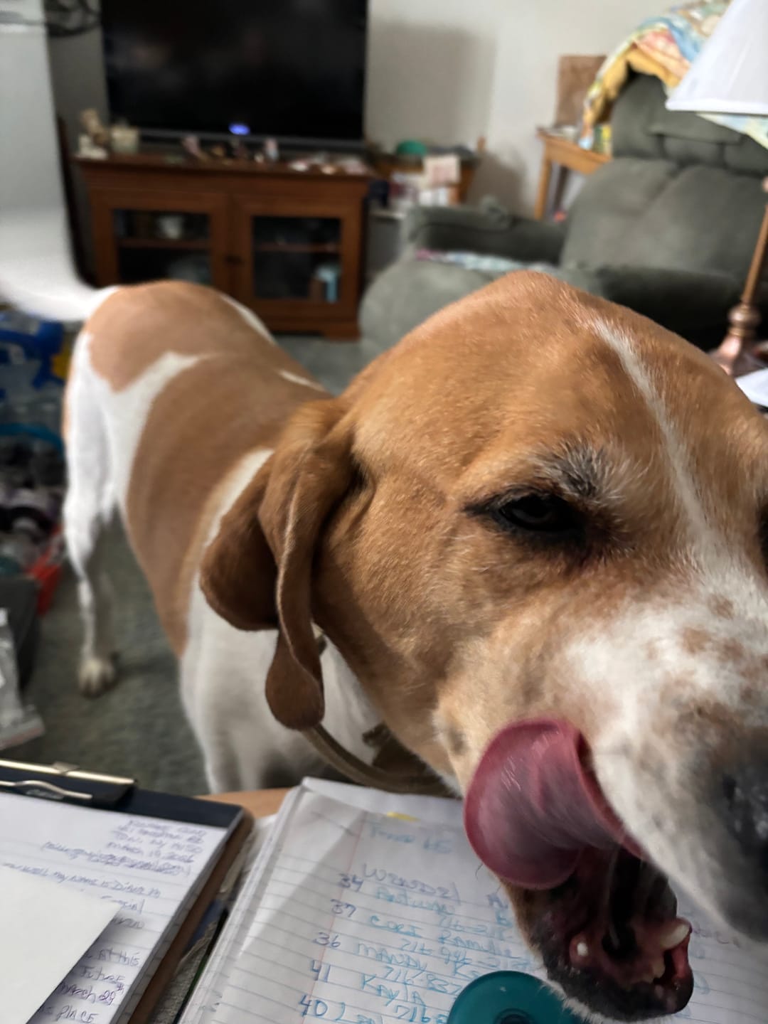 Customer photo review of 6 Inch Beef Jerky Strip