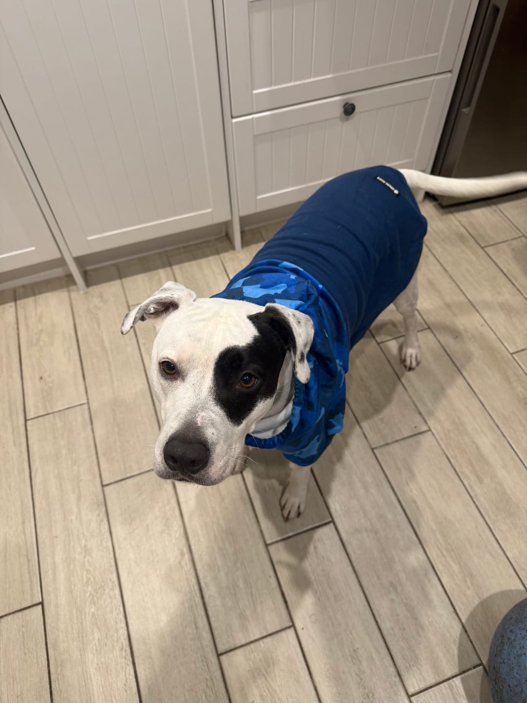 Customer photo review of Camo Dog Hoodies