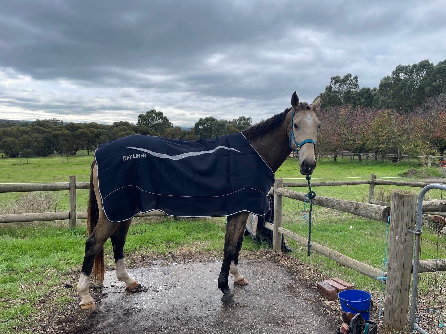 Customer photo review of Horseware Dry Liner