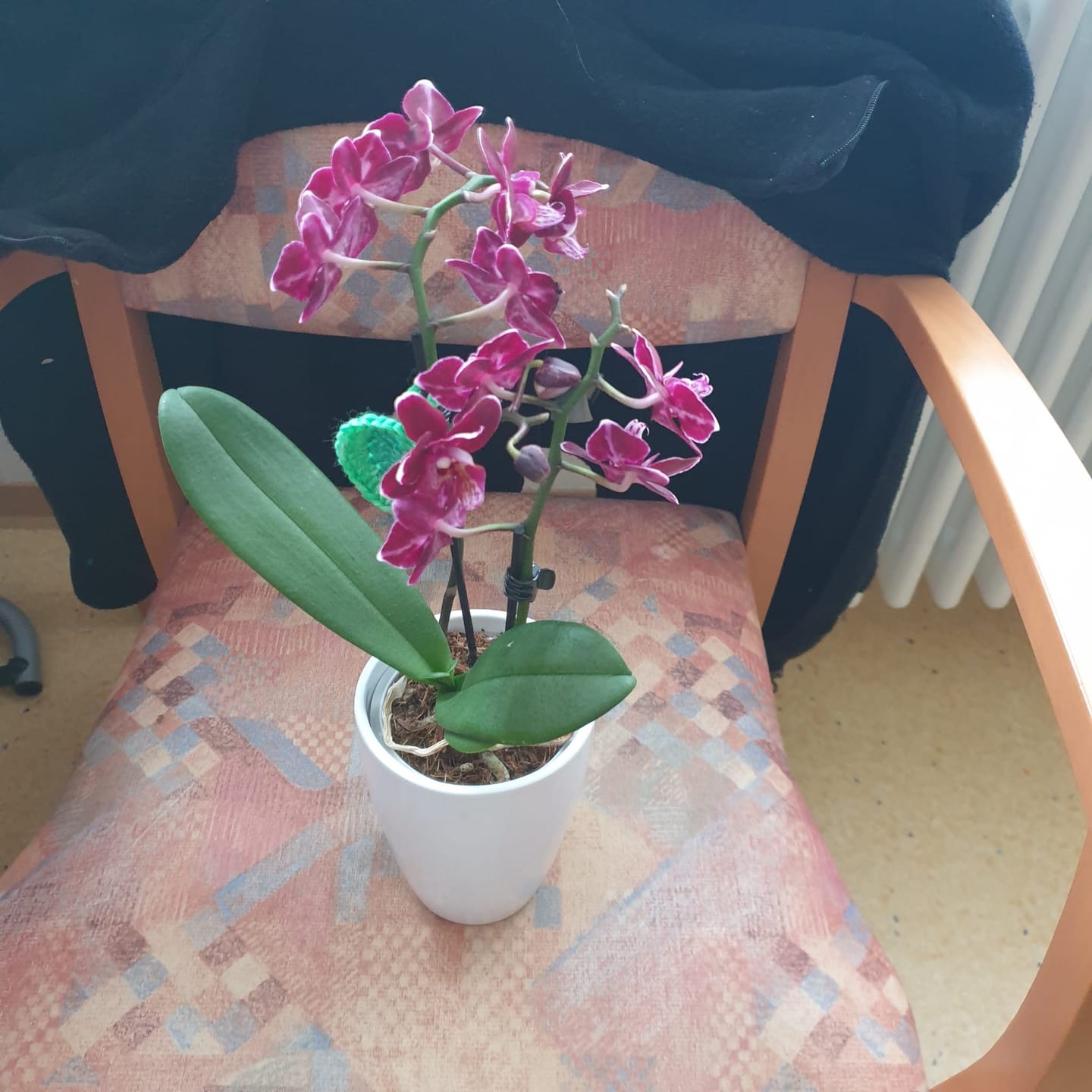 Customer photo review of Table Dance Aliyah Black mit dunkelroten Blüten und 2+ Rispen