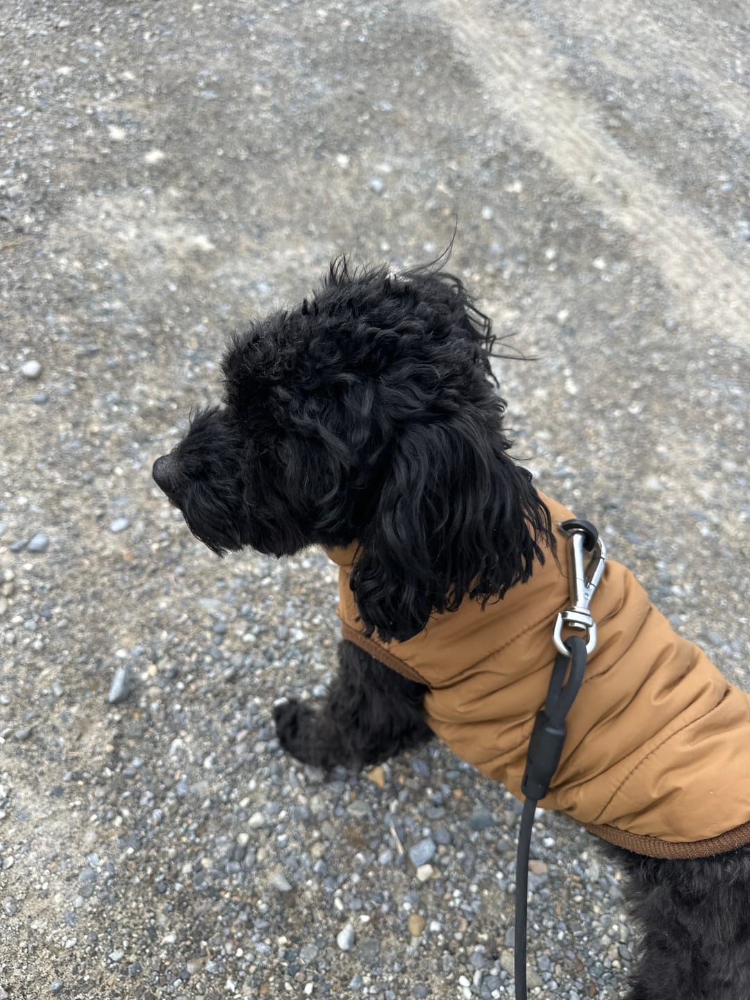 Customer photo review of 2-in-1 Ohrfein Reinigung & Pflege für Hunde & Katzen mit kolloidalem Silber