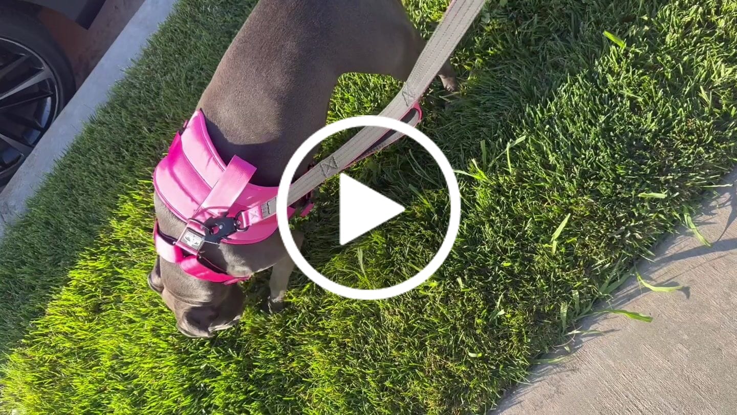 Customer video review of Matching Pink 6' Bully Proof Leash