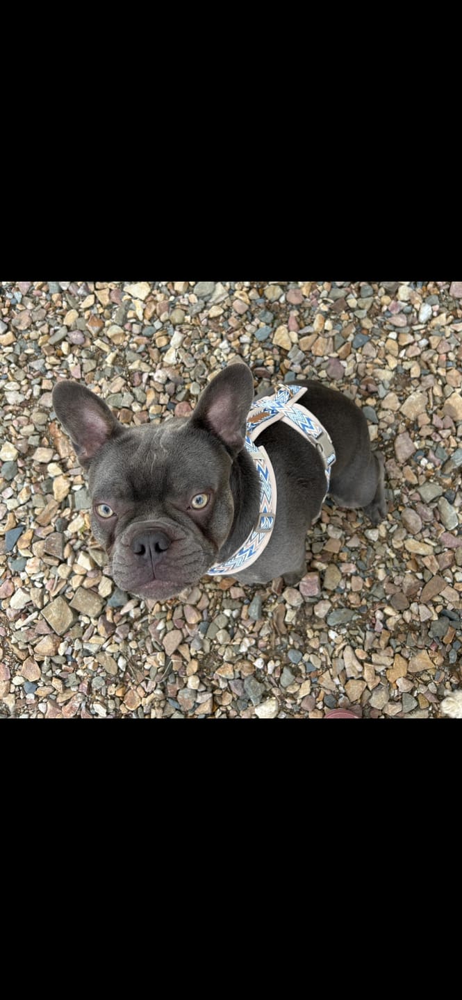 Customer photo review of Ziggy Latte Y-Geschirr – Leicht & Sanft für Sensible Hunde