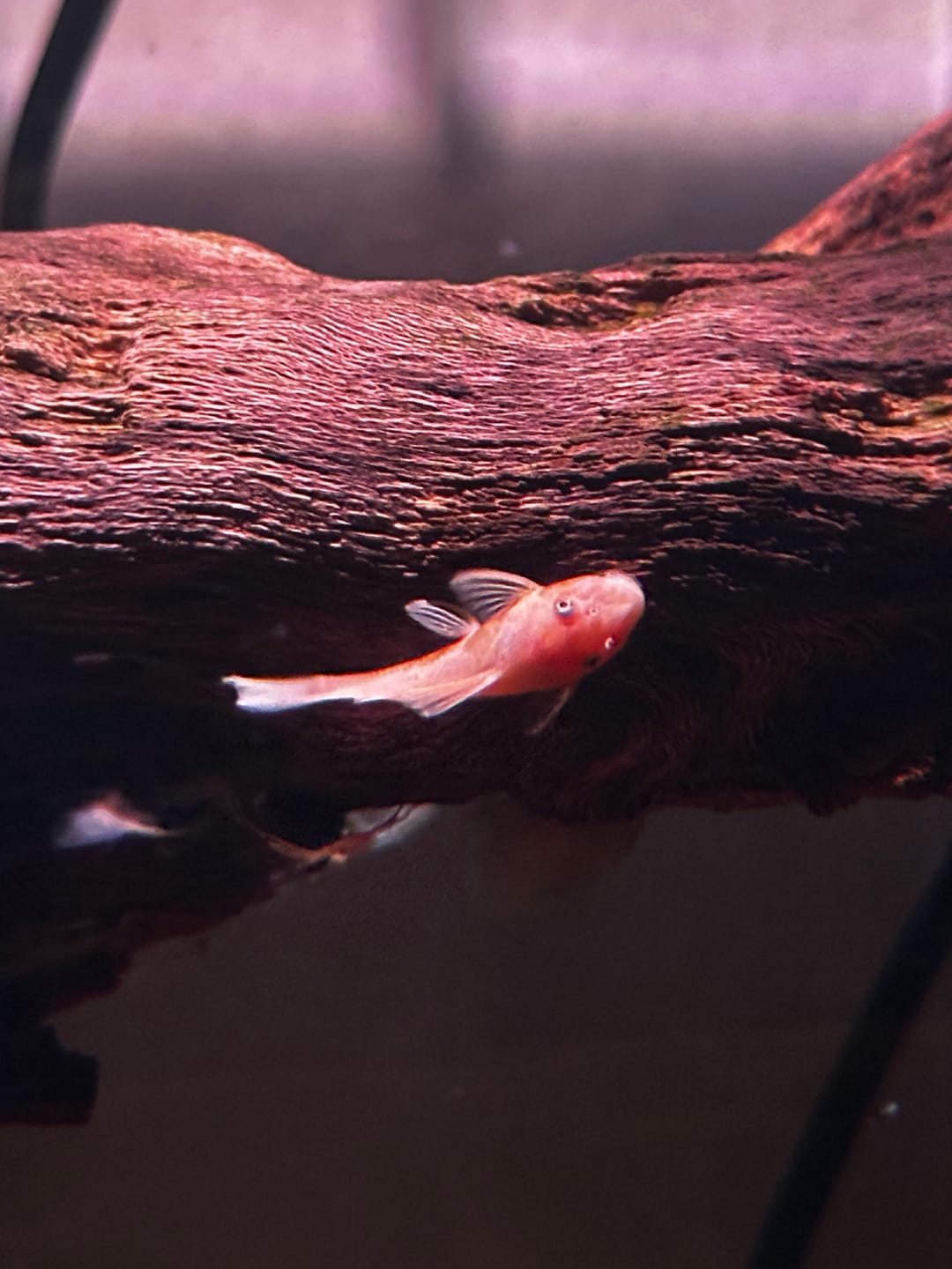 Customer photo review of L144a Blue Eye Lemon Bristlenose Pleco (2 Inches) "NEW"