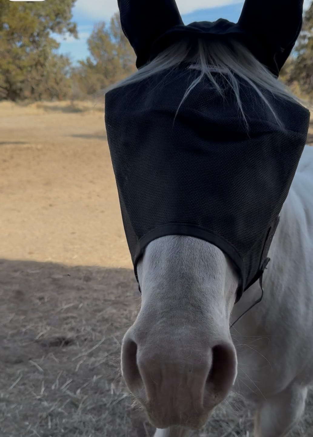 Customer photo review of Solar Vizor Fly Mask - Standard Style