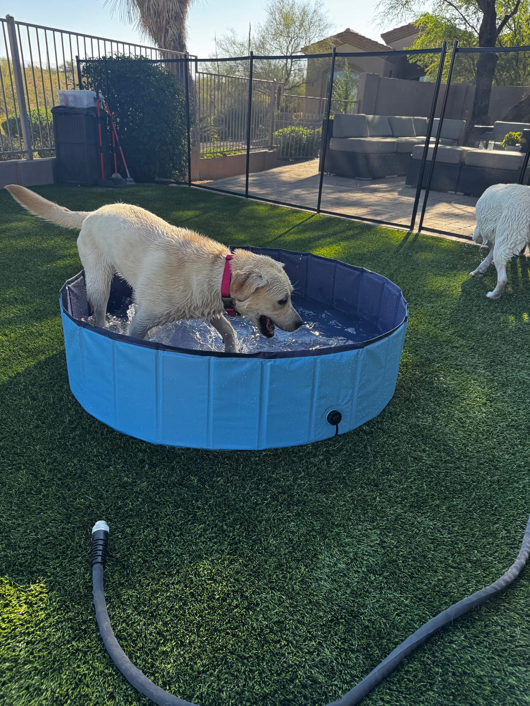 Customer photo review of NEW Pop-Up Foldable Outdoor Dog Bath & Swimming Pool With Side Drain (Aqua Blue)