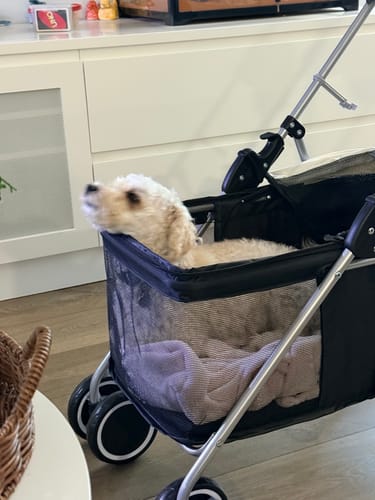 Customer's cavoodle resting its head on the side of the black Pet Stroller while sitting inside.