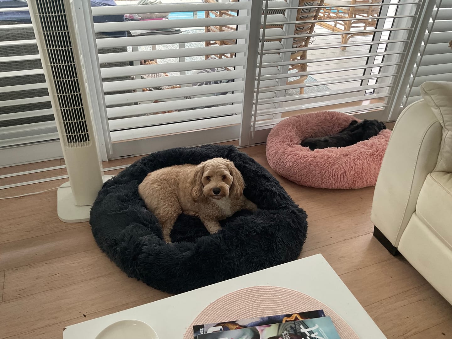 Customer photo review of Calming Pet Bed Machine Washable