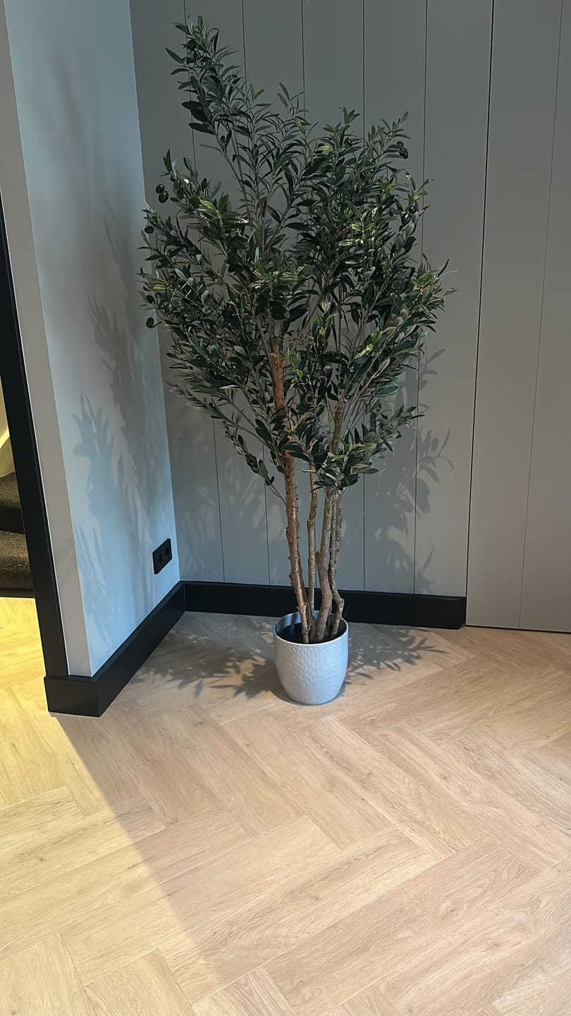 Customer photo review of Pre-order Kunst Olijfboom 180cm (mei '26)