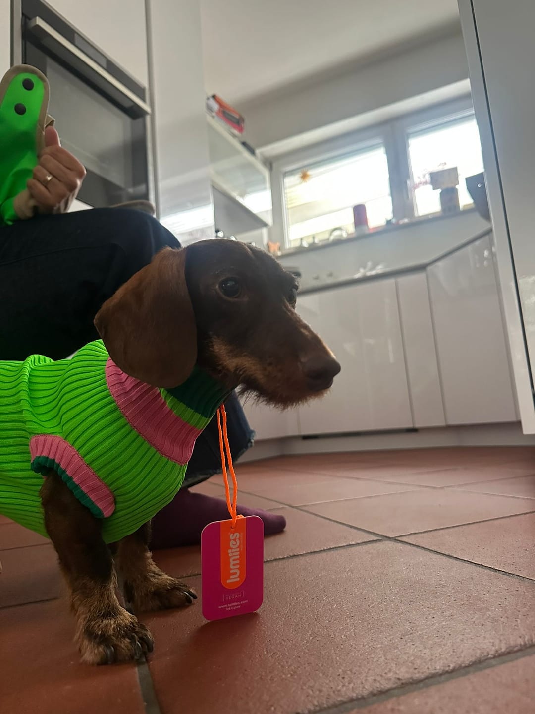 Customer photo review of THE GLOW JUMPER 2.0 - Neon Hundepullover - (Watermelon Crush)
