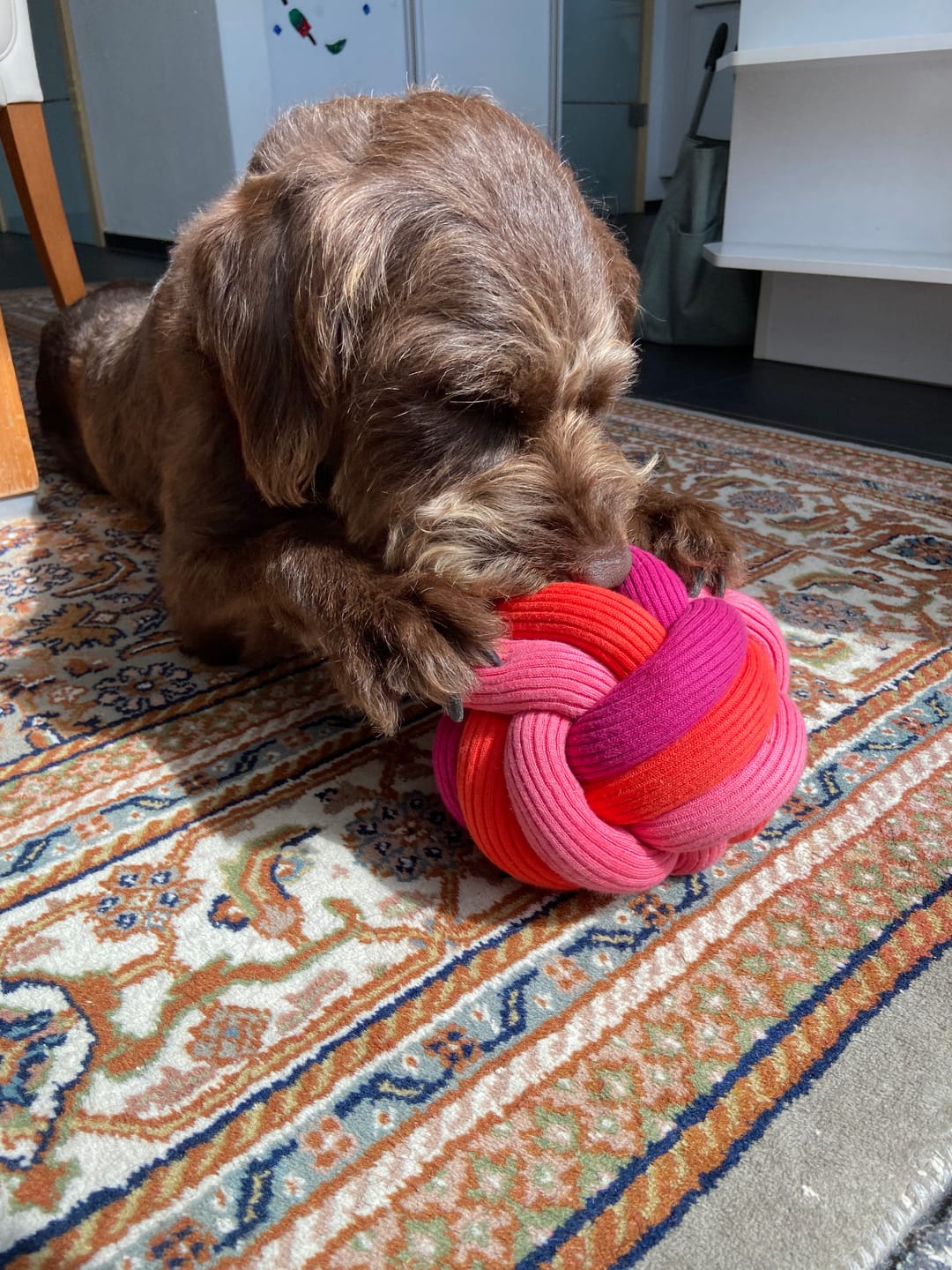 Customer photo review of The Twisty Ball – Interaktiver Schnüffelball für Hunde
