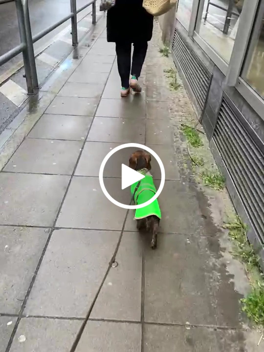 Customer video review of THE GLOW RAINCOAT mini-fit – Hundemantel für kleine Hunderassen und Dackel in Neongrün