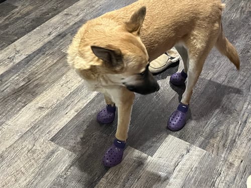 Customer photo review of WagWellies® Mojave