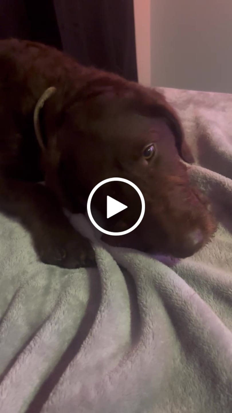 Customer video review of Gift Bundle: 2 Large Yak Chews and a 6" Hickory Smoked Bully Stick