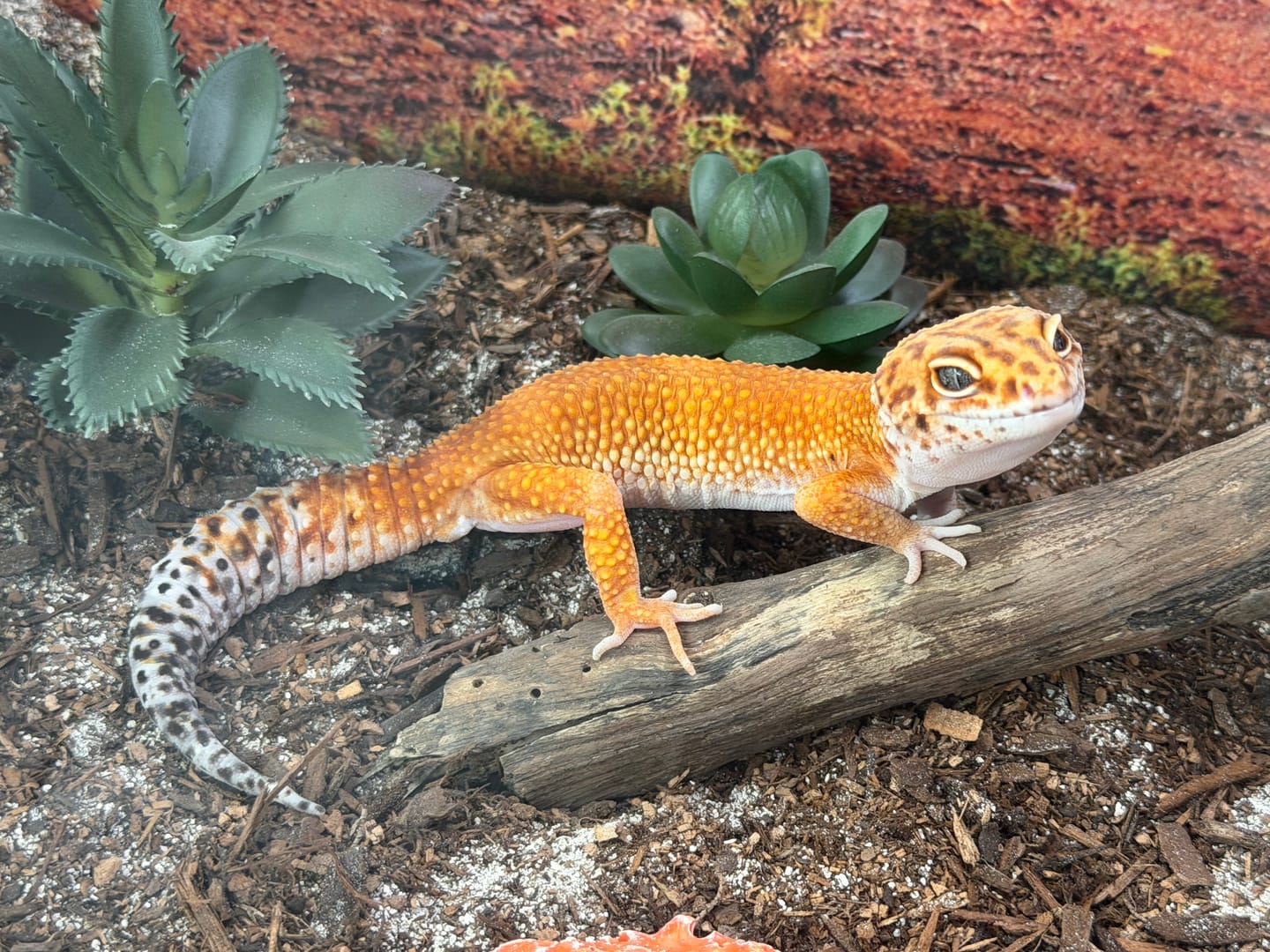 Customer photo review of Male Mandarin Inferno Super Hypo White Lip
