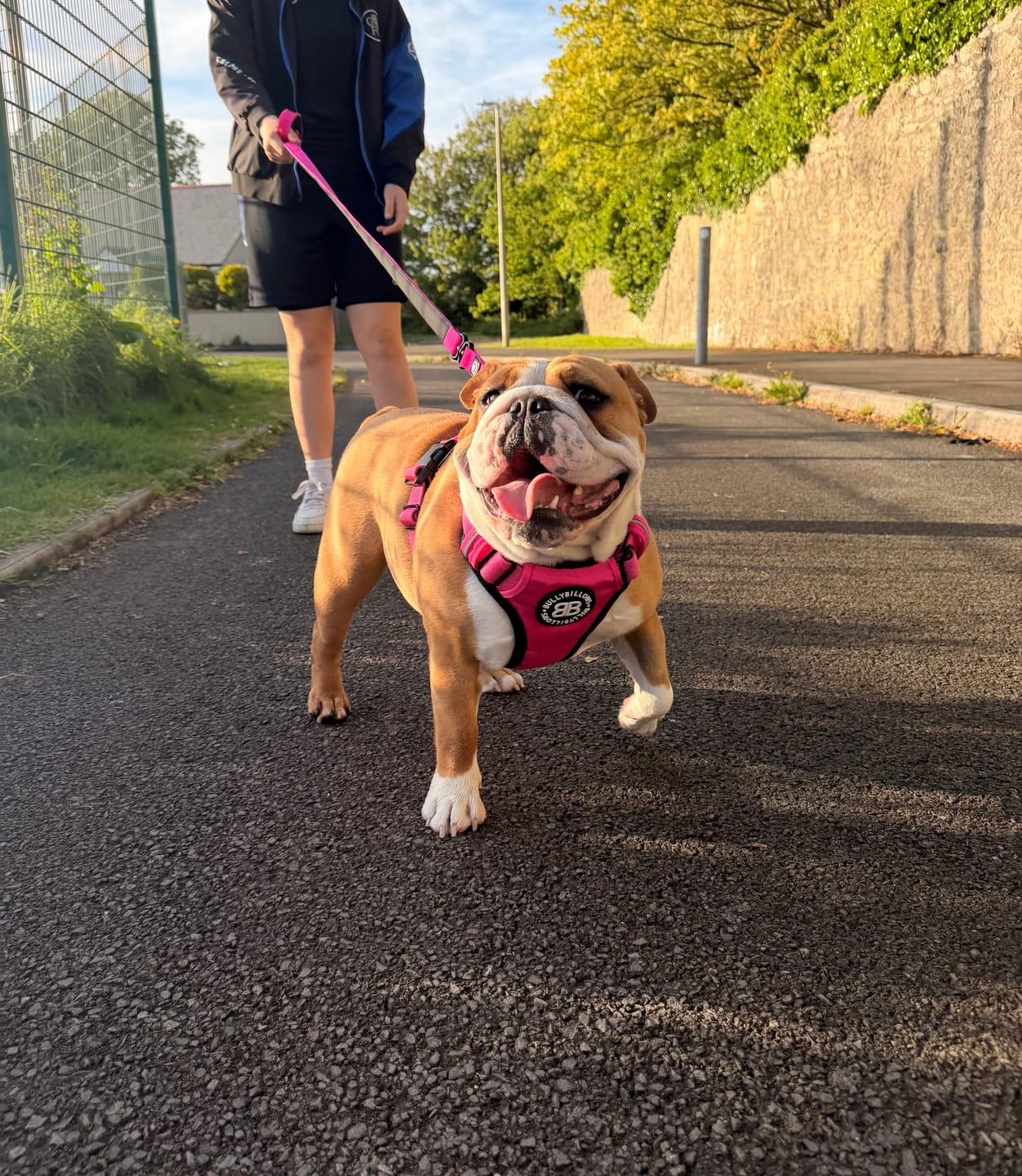 Customer photo review of Comfort Premium Harness | Non Restrictive - Magenta