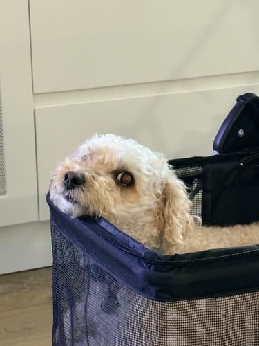 Close-up of a customer's cavoodle peeking over the edge of the black mesh Pet Stroller carrier.