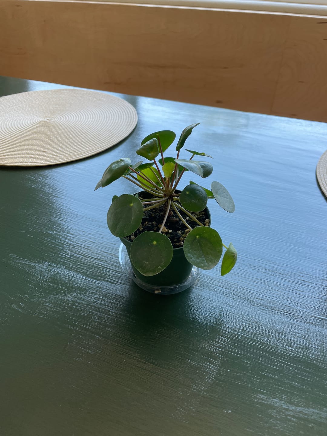 Customer photo review of Pilea peperomioides