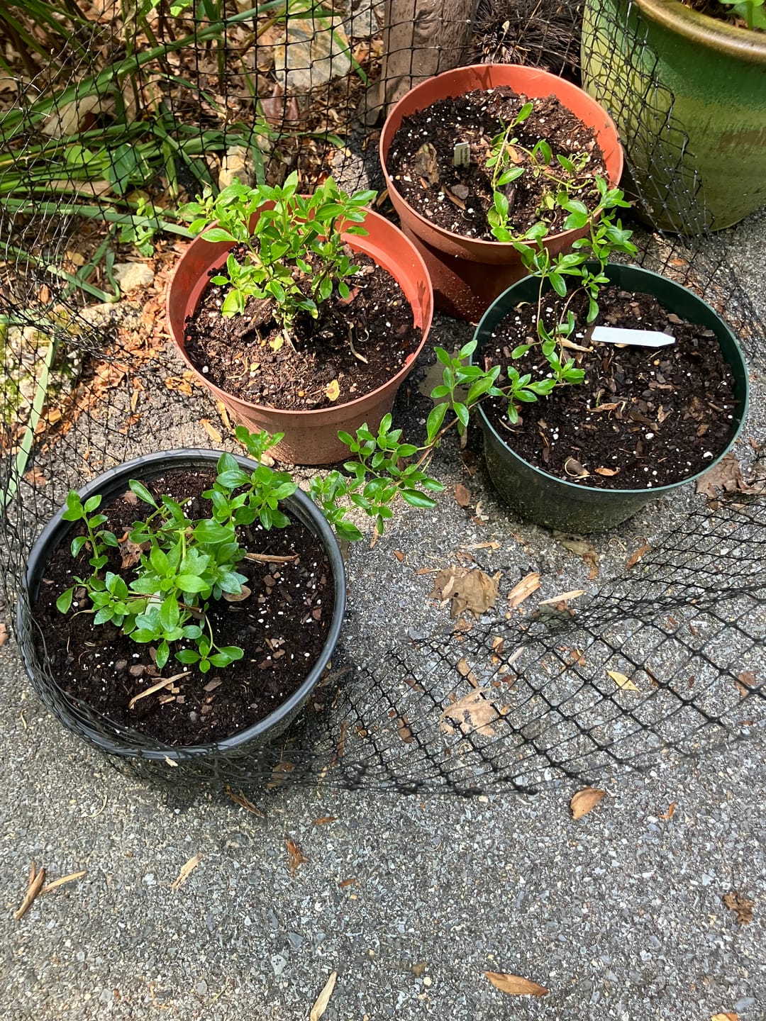 Customer photo review of Mexican Oregano
