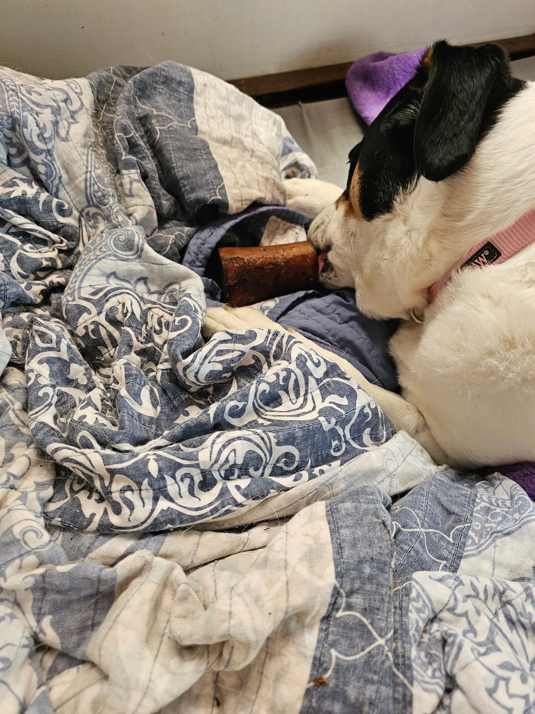 Customer photo review of Smoked Beef Marrow Bones — Stuffed Edition (Limited Time)