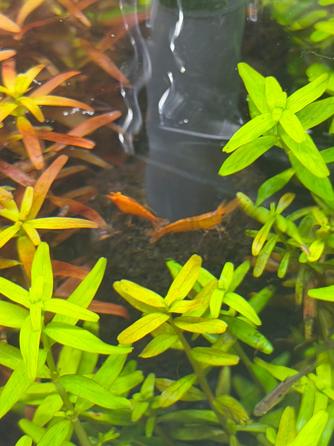 Customer photo review of Orange Sunkist Shrimp