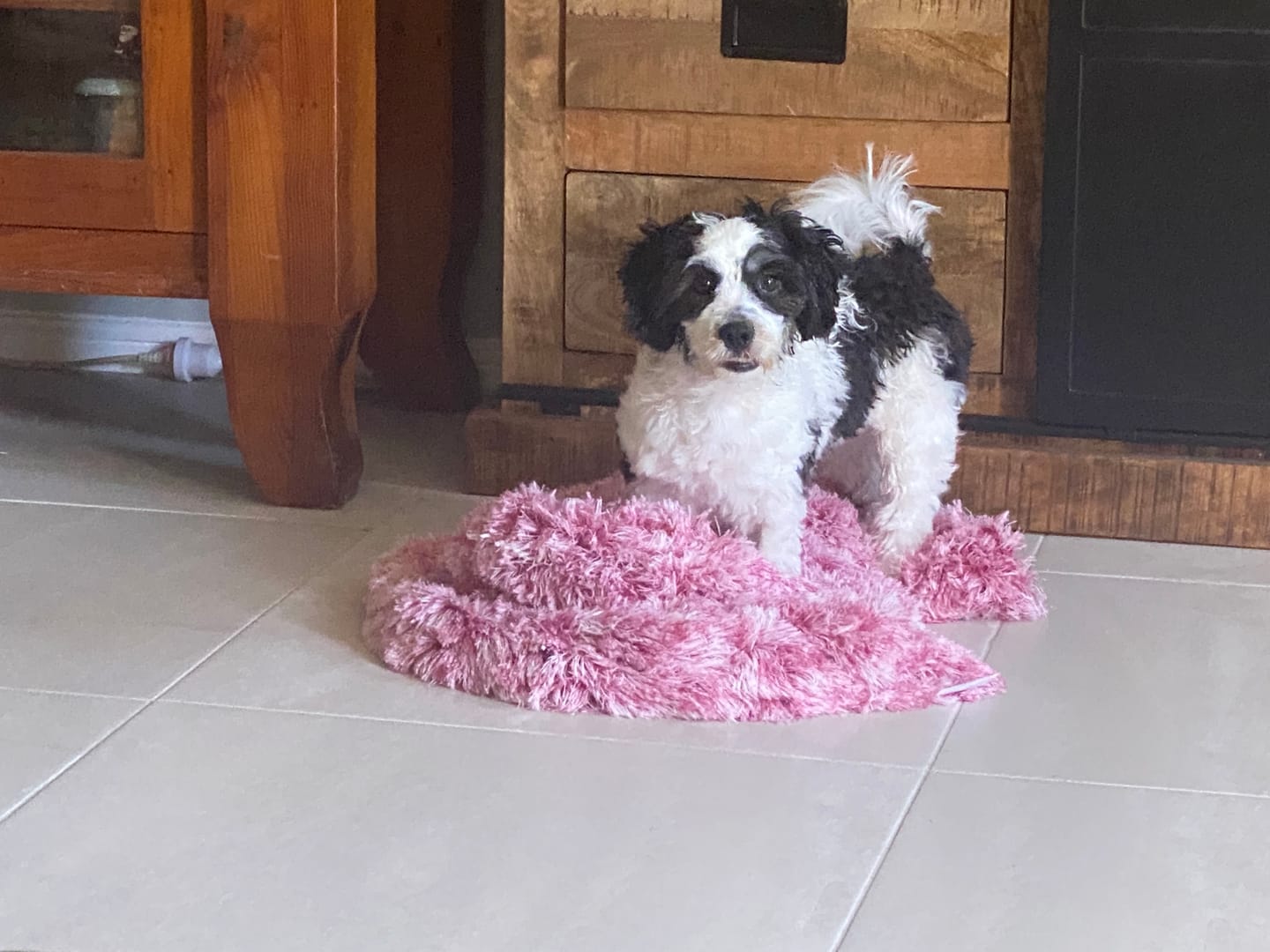 Customer photo review of Pet Calming Blanket