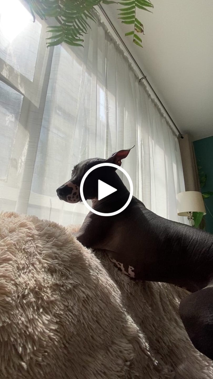 Customer video review of Cobija Impermeable para Perros