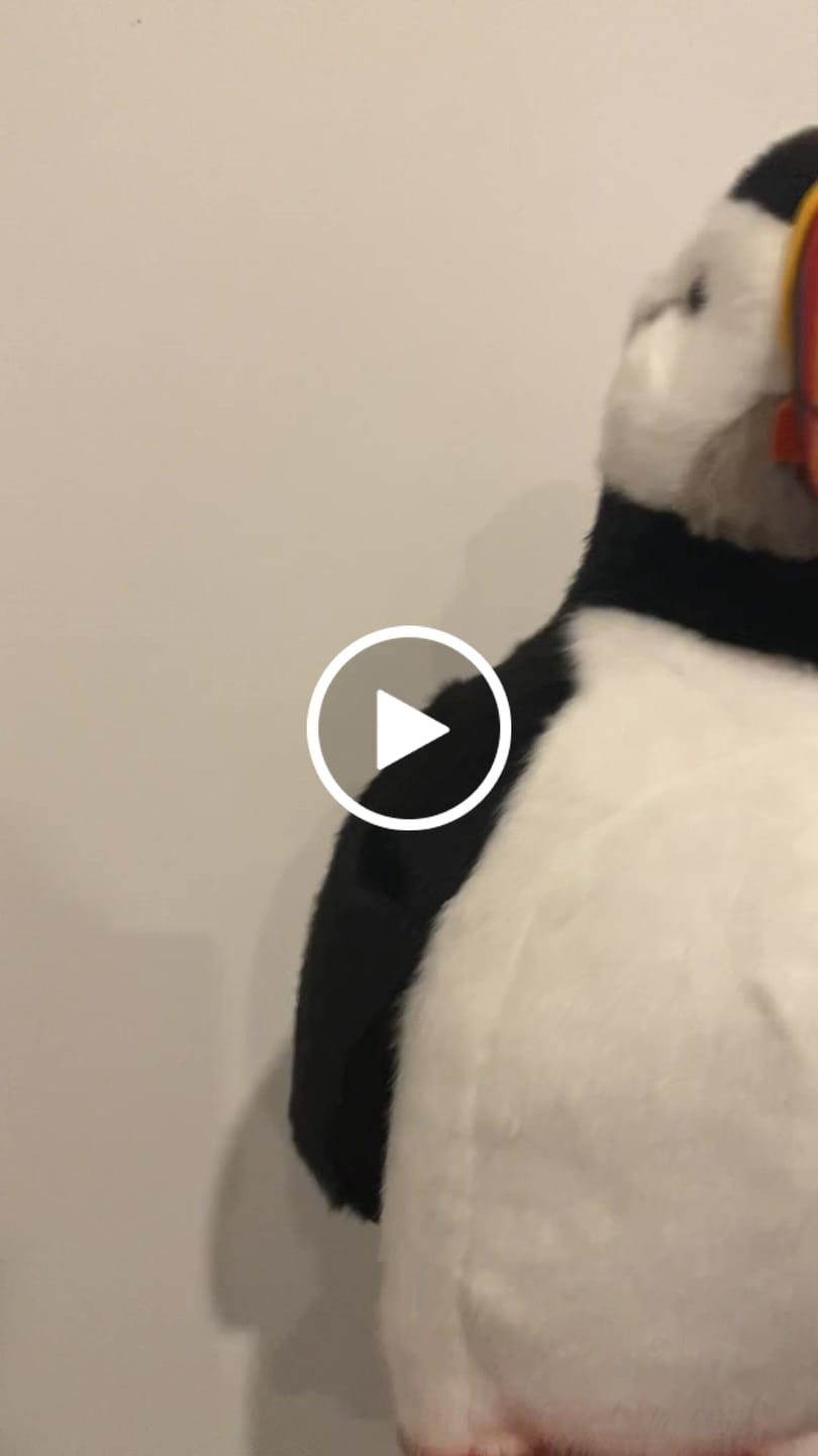 Customer video review of Atlantic Puffin Bird Soft Stuffed Plush Toy