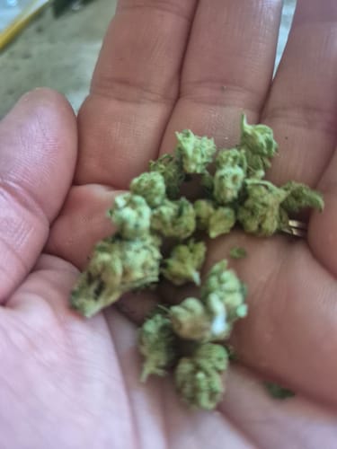 Alien OG - Minis - 28 Grams - Indica photo review