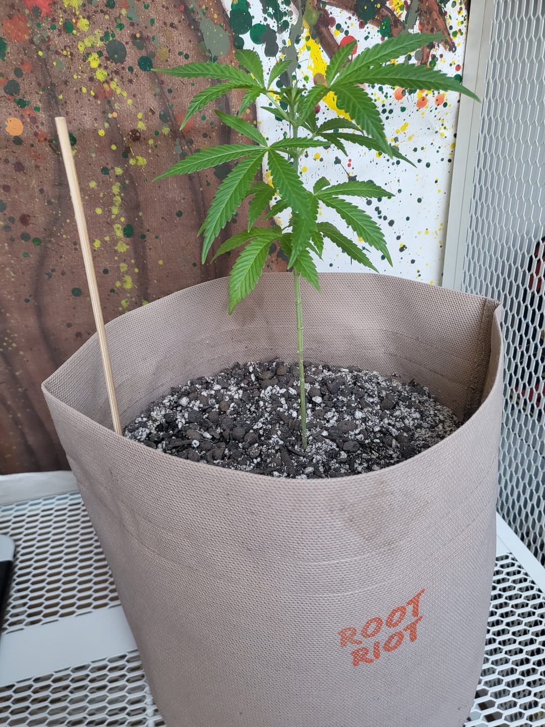 Customer photo review of Bio Hanferde 20L