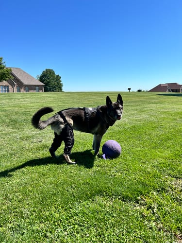 Customer photo review of Dual-Leg Hinged Knee Support Harness for Dogs