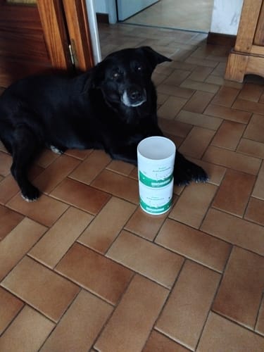 Le chien noir d'un client est allongé à côté de deux boîtes de Complément articulations.