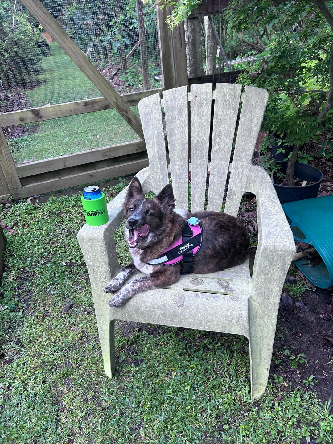 Customer photo review of Dogshood ™