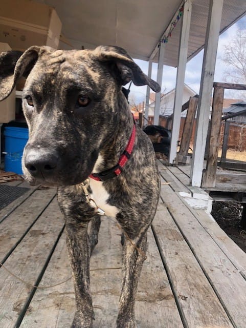 Customer photo review of 12 Inch Jumbo Bully Stick