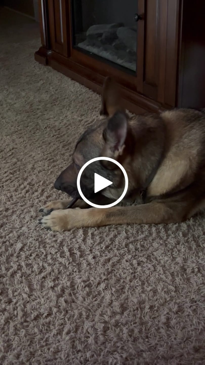 Customer video review of 6-Inch Beef Collagen Sticks