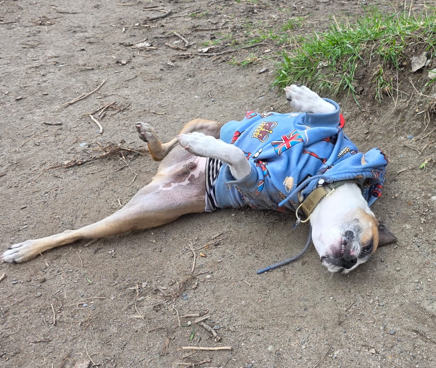 Customer photo review of The UK Dog Hoodie