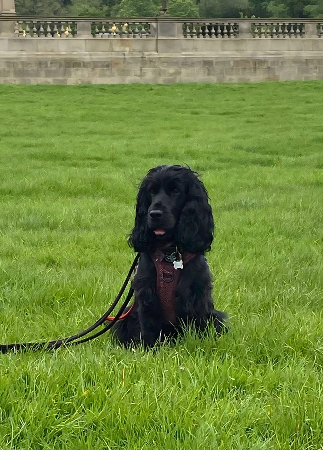 Customer photo review of Tough Trails™ Harness - Country Burgundy