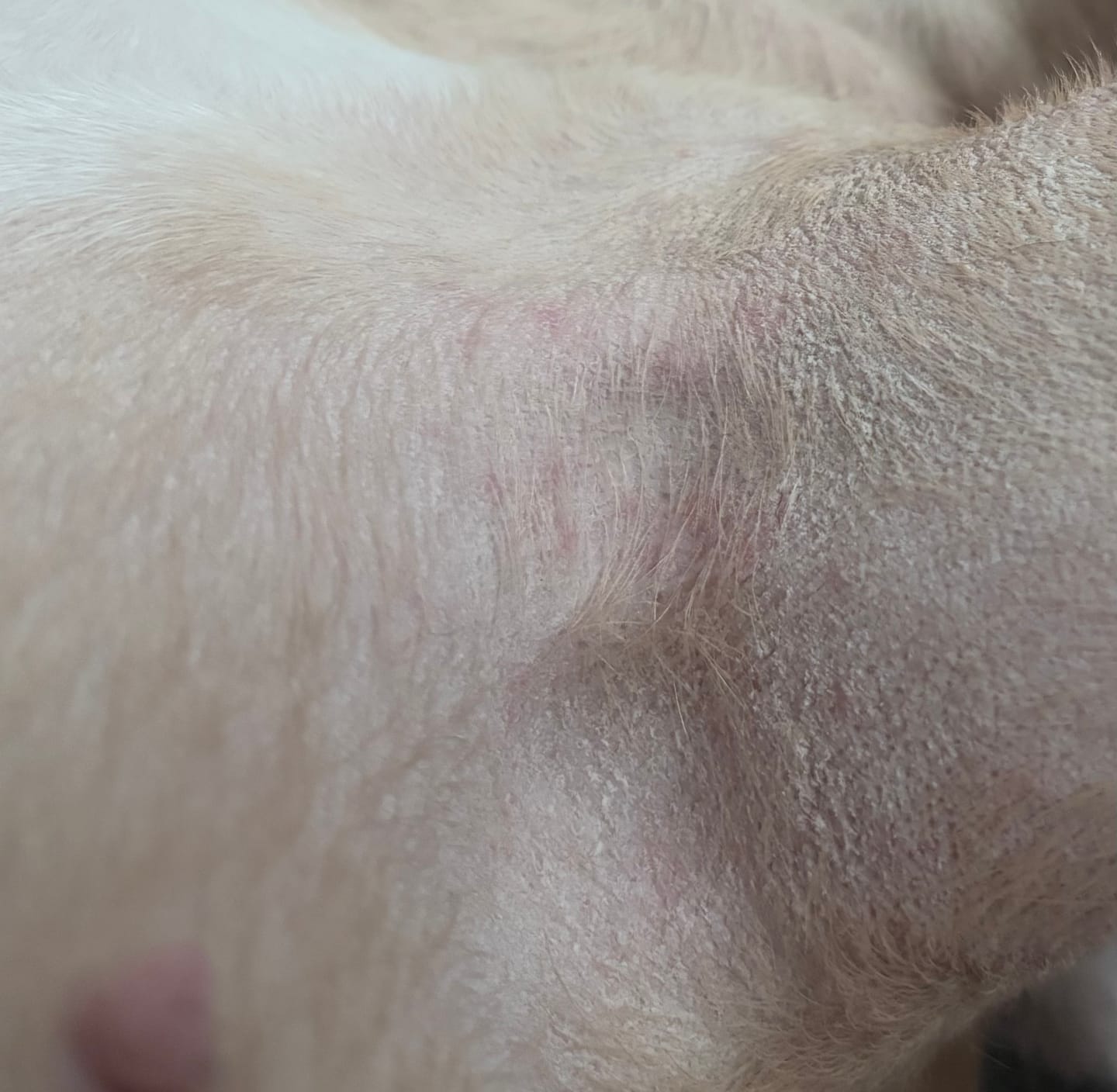 Customer photo review of Daily Preventative Powder - Canine & Cat