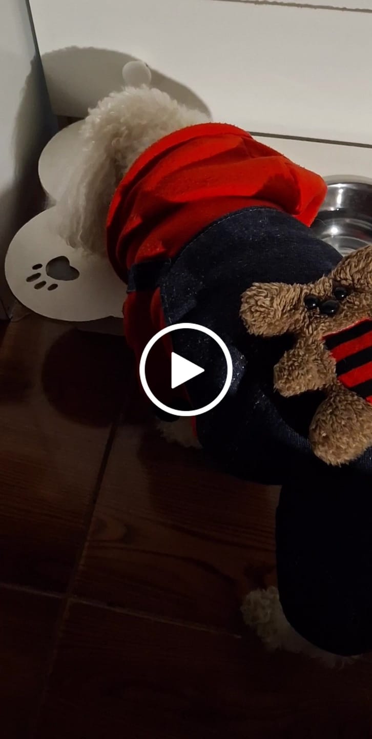 Customer video review of PetFamily Foods Grain Free