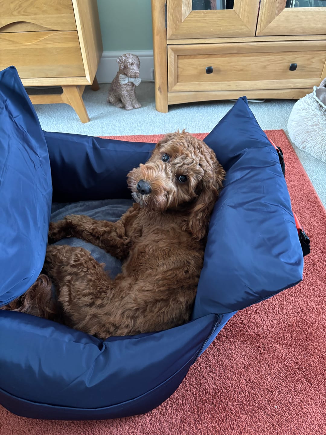 Customer photo review of Travel Dog Pod - Now With IsoFix