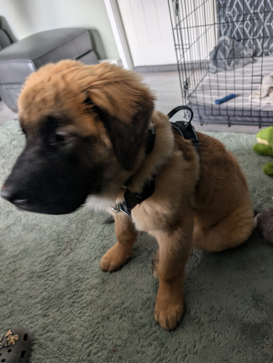 Customer photo review of 4cm Combat® Collar | Handle & Rated Clip - Black