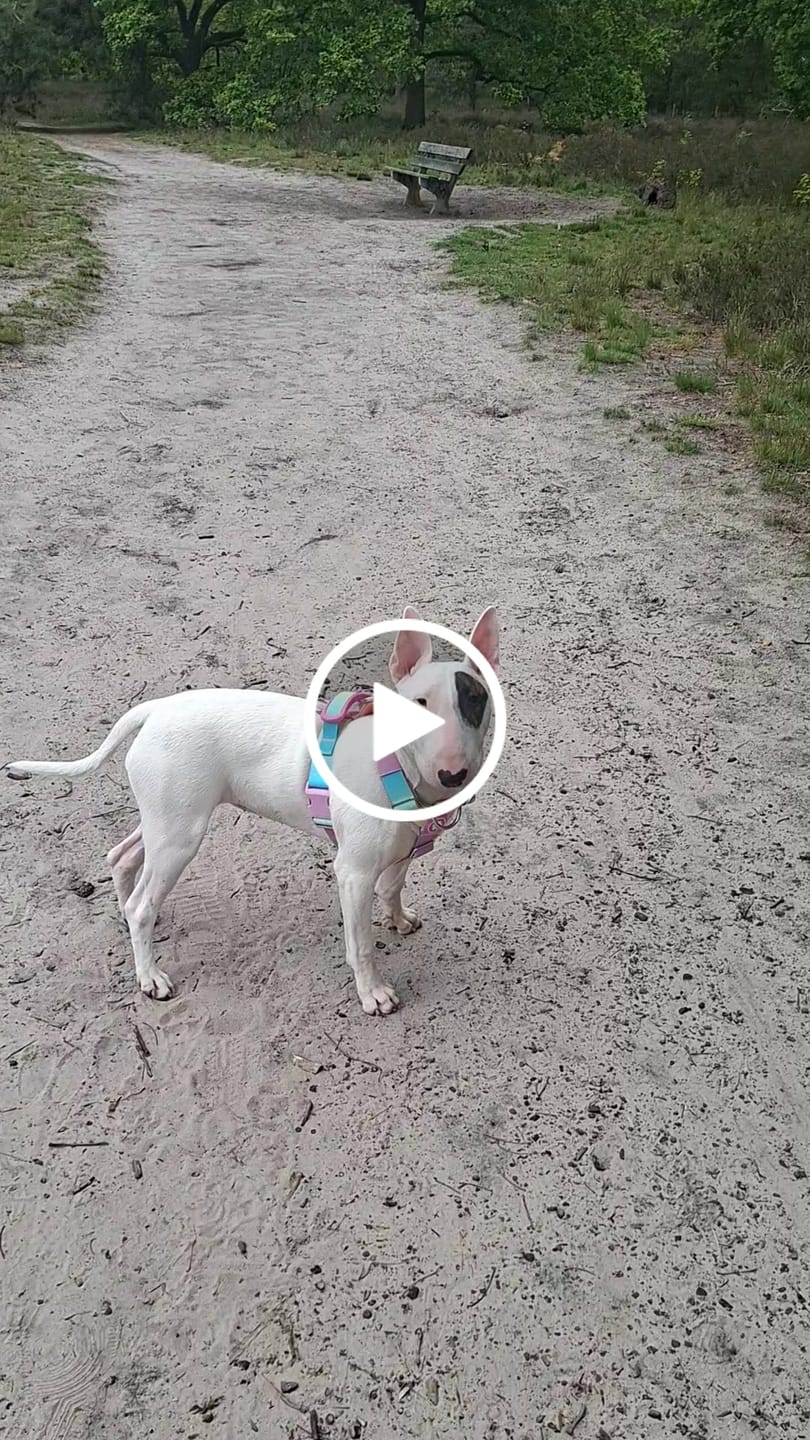Customer video review of Comfort Control No-Pull Dog Harness Set - Pastel Icing