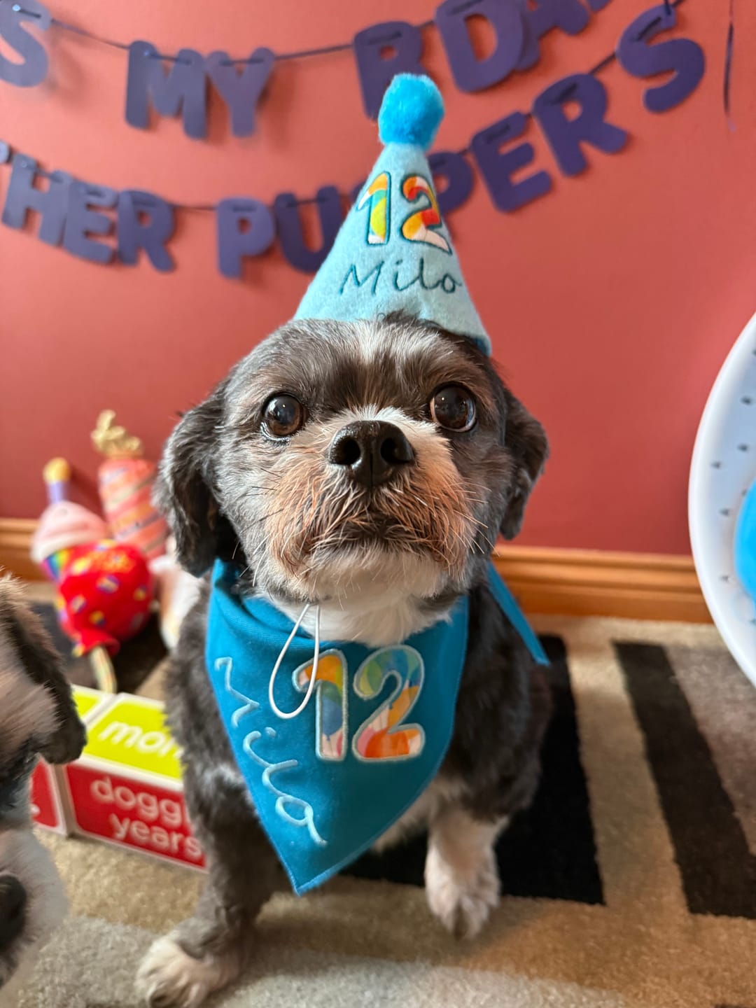 Customer photo review of Standard Personalized Dog Party Pack