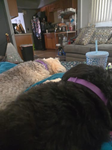 Close-up of a customer's two dogs, one black and one grey, wearing their purple PawLax Collars.