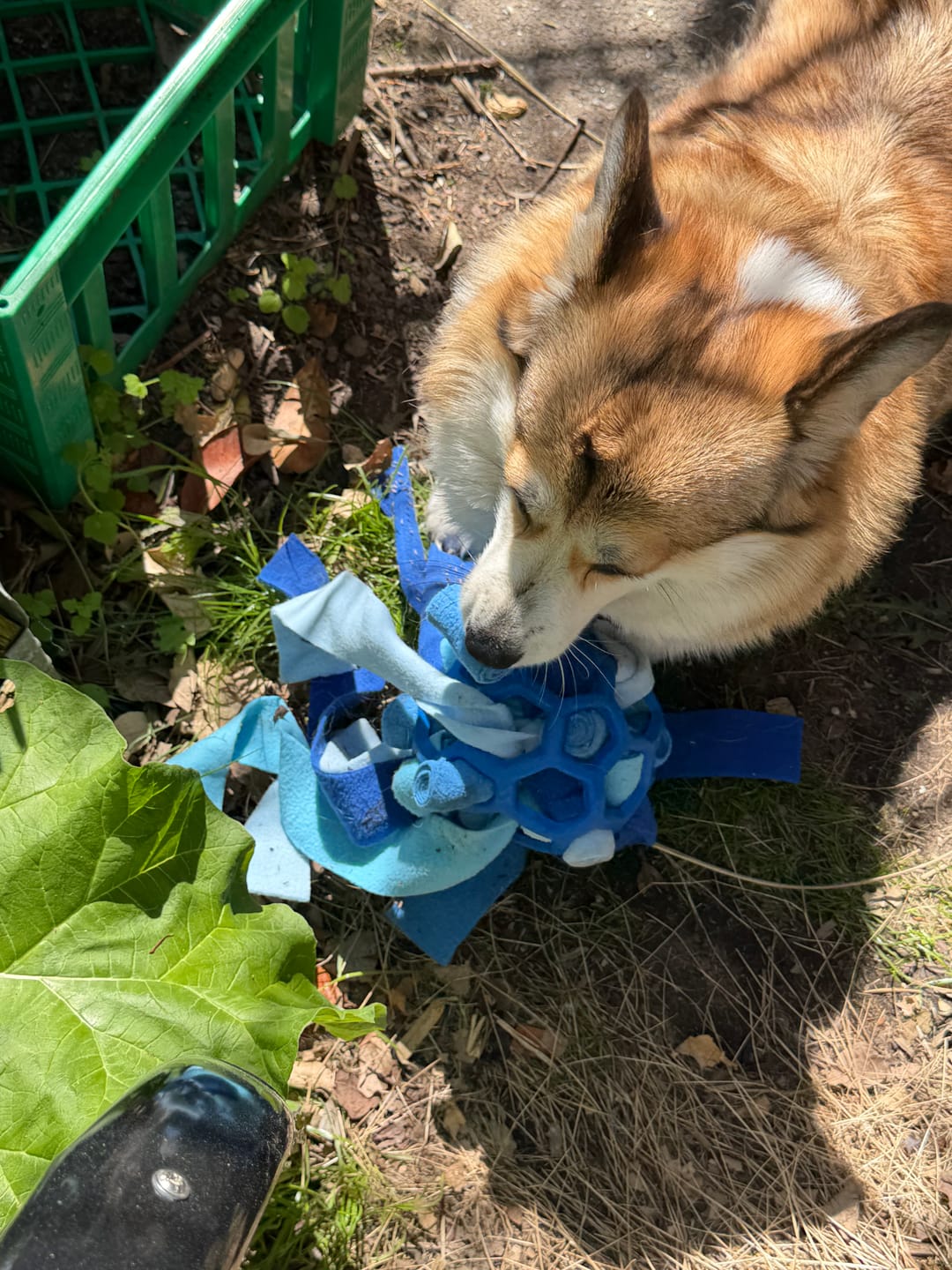 Customer photo review of SnufFiesta: Den Ultimative Snusebold
