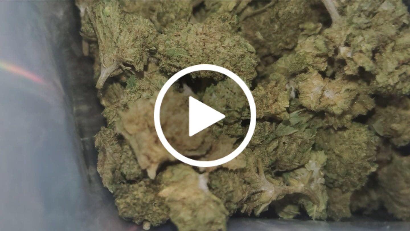 Customer video review of Maui Wowie - Minis - 28 Grams - Sativa