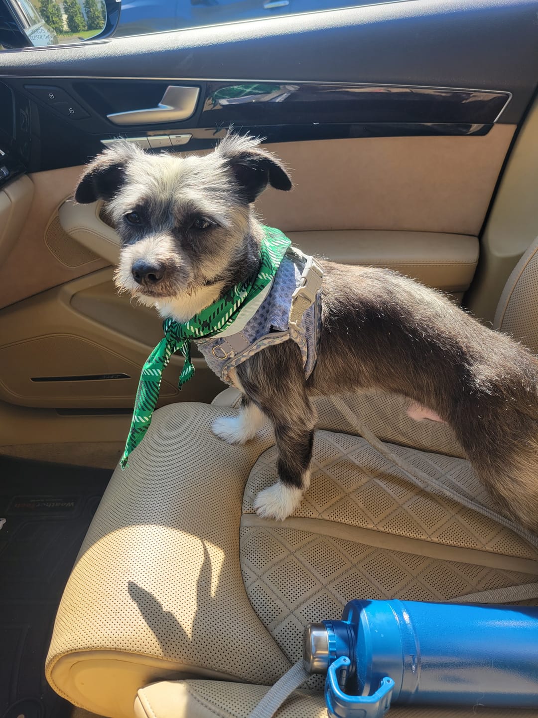 Customer photo review of Calming Tablets for Stressed and Aggressive Dogs - Reduce Dog Aggression and Frustration & Promote Relaxation - All-Natural, Homeopathic Remedy - 300 Tablets