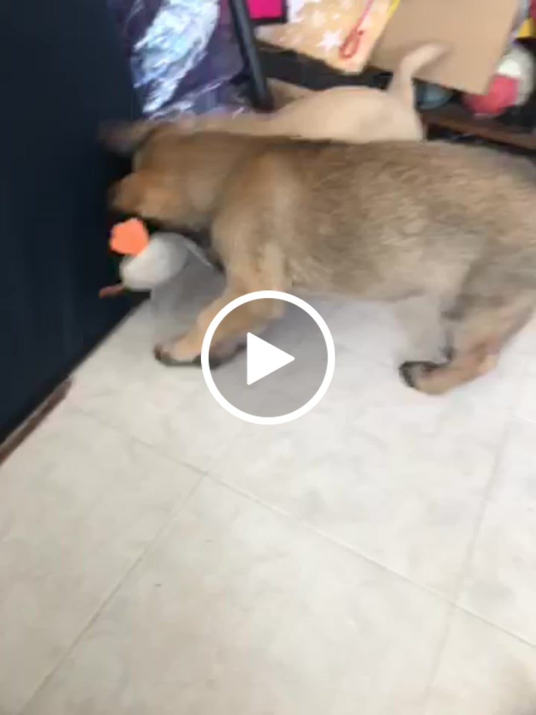 Customer video review of CT9277 1 Pieza De Juguete De Peluche Con Diseño De Pato Para Mascota