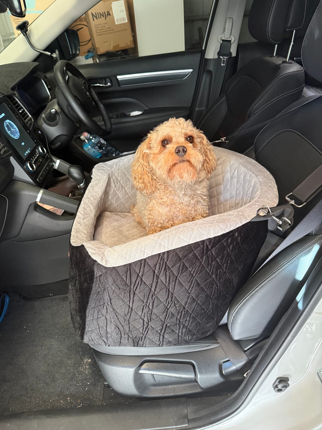 Customer photo review of Dog Car Booster Seat